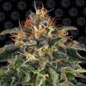 Moby Dick (Barney's Farm) feminizada