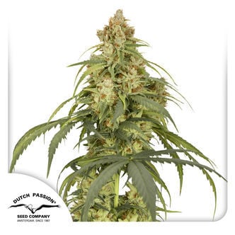 Auto CBD-Victory (Dutch Passion) feminizada