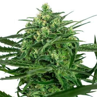 Sensi Amnesia (Sensi Seeds) feminizada