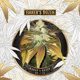 Baker's Dozen Exclusive (T.H. Seeds x Zamnesia) feminizada