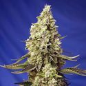 Runtz XL Auto (Sweet Seeds) feminizada