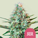 Royal Runtz (Royal Queen Seeds) feminizada