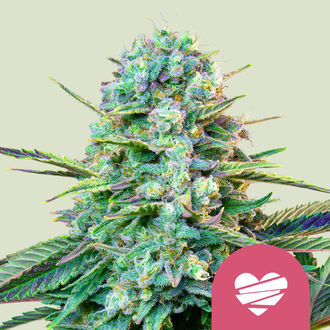 Wedding Crasher (Royal Queen Seeds) feminizada