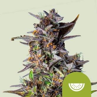 Watermelon Automatic (Royal Queen Seeds) feminizada