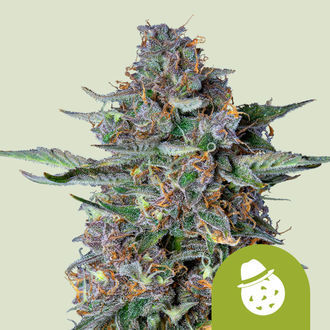 Do-Si-Dos Automatic (Royal Queen Seeds) feminizada