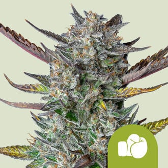 Purple Punch Automatic (Royal Queen Seeds) feminizada