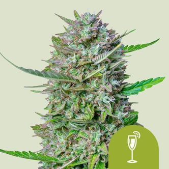 Mimosa Automatic (Royal Queen Seeds) feminizada