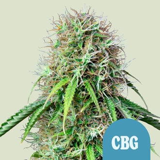 Royal CBG Automatic (Royal Queen Seeds) feminizada