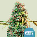 Royal CBDV Automatic (Royal Queen Seeds) feminizada