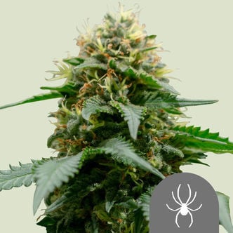 White Widow (Royal Queen Seeds) regular