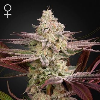 Chemical Bride (Greenhouse Seeds) feminized