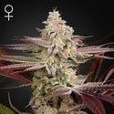 Chemical Bride (Greenhouse Seeds) feminizada