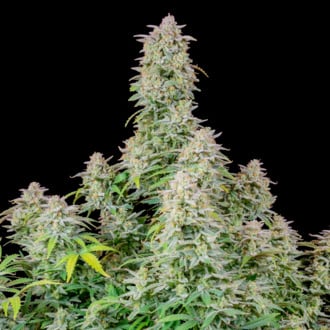 Forbidden Runtz Auto (FastBuds) feminizada