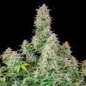 Forbidden Runtz Auto (FastBuds) feminizada