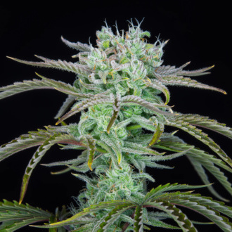 Strawberry Banana Auto (FastBuds) feminizada