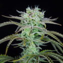 Strawberry Banana Auto (FastBuds) feminizada
