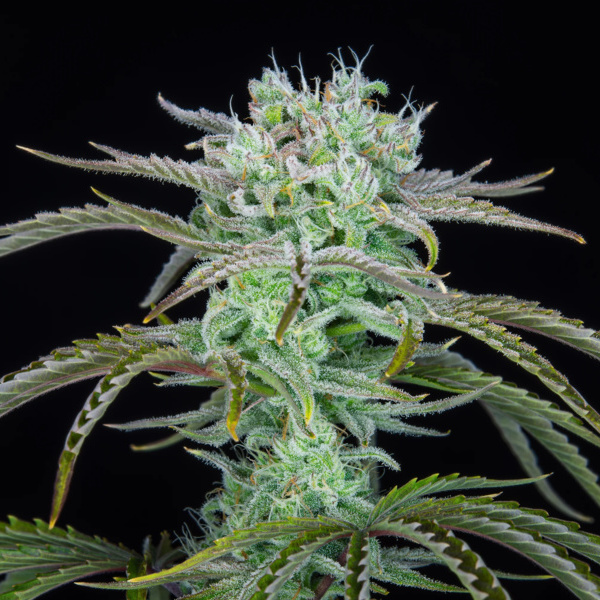 Strawberry Banana Auto (FastBuds) feminizada