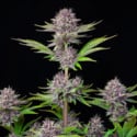 Purple Punch Auto (FastBuds) feminizada