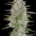 Wedding Glue Auto (FastBuds) feminizada