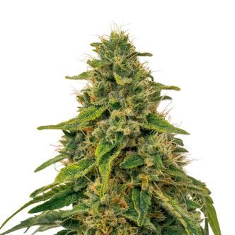 Fenomed FM-1 CBD (Fenocan) feminizada