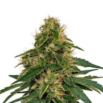 Fenomax FX-1 CBD (Fenocan) feminizada