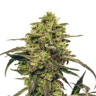 Fenocheese FC-1 CBD (Fenocan) feminizada