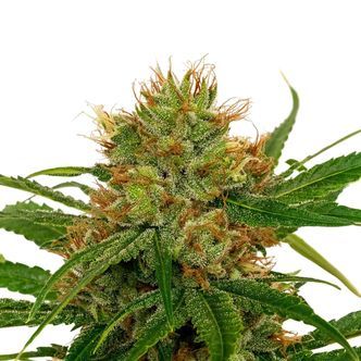 Fenoqueen FQ-1 CBD (Fenocan) feminizada