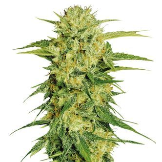 Fenopure FP-1 CBG (Fenocan) feminizada