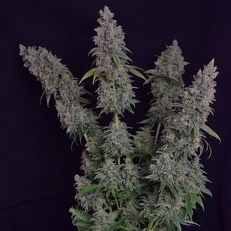 Octane Fire (Growers Choice) feminizada