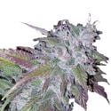 Silvergrape Sherbet (Growers Choice) feminizada