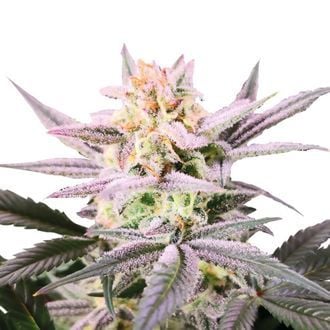 Watermelon Weddingcake (Growers Choice) feminizada