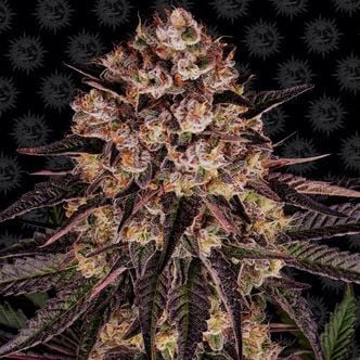 Biscotti Mintz (Barney's Farm) feminizada