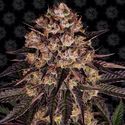Biscotti Mintz (Barney's Farm) feminizada