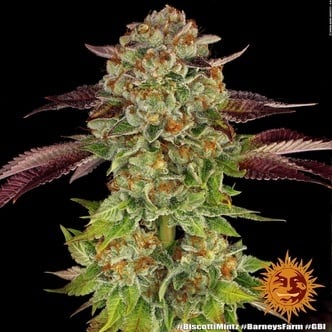 Biscotti Mintz (Barney's Farm) feminizada