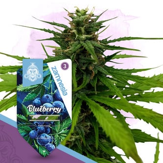 Blueberry (Zamnesia Seeds) feminizada