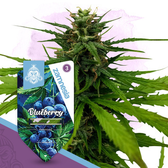 Blueberry (Zamnesia Seeds) feminizada