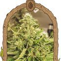 Exotic Pure CBG (Exotic Seed) Feminizada