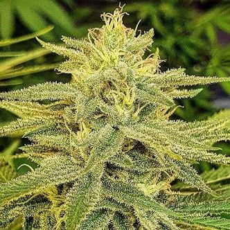 Lord Kush (Delicious Seeds) feminized