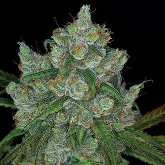 Bruce Banner 3 (Anesia Seeds) feminized