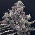 Mob Boss (Anesia Seeds) feminizada