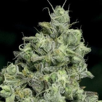 Pink Starbust (Anesia Seeds) feminized