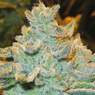 Slurricane (Anesia Seeds) feminized