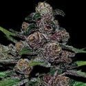 Auto Blackberry Moonrocks (Anesia Seeds) Feminizada