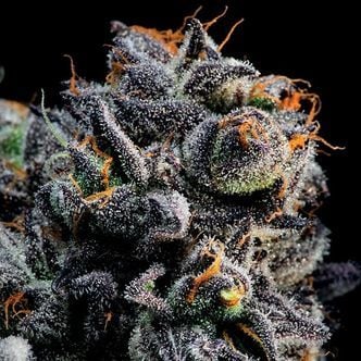 Auto Blueberry Banana (Anesia Seeds) feminized