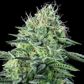 Strawberry Banana Auto (Anesia Seeds) Feminizada