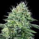 Strawberry Banana Auto (Anesia Seeds) Feminizada