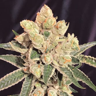 Banana Sherbet (The Kush Brothers) feminized