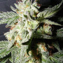 Confidencial Medicine (The Kush Brothers) Feminizada