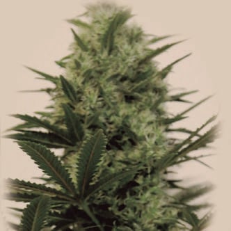 Langui Kush (The Kush Brothers) feminized