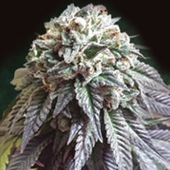 The Dark Side (The Kush Brothers) feminized